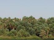 Palms [Arecaceae]