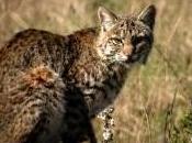 Featured Animal: Bobcat