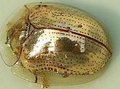 Beautiful Golden Tortoise Beetle