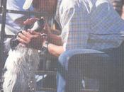 Meeker Sheepdog Trials