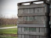 Images from Beasley’s Orchard: Danville, Indiana