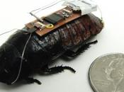 Scientists Develop Remote Control System Cockroaches