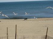 Dogs Keep Beaches Free from Seagulls