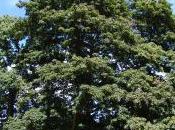 Plant Week: Acer Platanoides