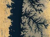 Mesmerizing Beauty Nature's Fractals