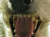 Tips Protect Your Pet's Oral Health