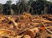 Deforestation Amazon Decreasing Rainfall
