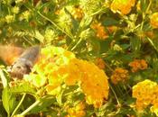 Hummingbird Hawk Moth