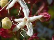 Plant Week: Clerodendrum Trichotomum
