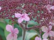 Plant Week: Hydrangea Aspera
