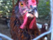 Lesson Cooler Nights, Keeping Chickens Warm