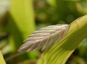 Plant Week: Chasmanthium Latifolium