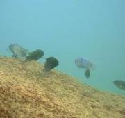 Featured Animal: Cichlid