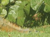 Photo Gallery Giant Iguanas