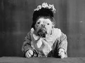 Bulldogs Drag: Photos Early 20th Century