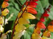 Plant Week: Ipomoea Lobata