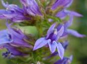 Plant Week: Lobelia Siphilitica