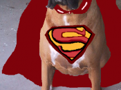 Super Dogs: Pups That Their People First