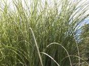 Plant Week: Miscanthus Sinensis ‘Morning Light’