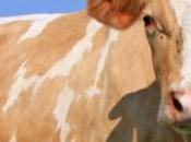 Anti-allergy Milk from Genetically Engineered