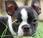 Featured Animal: Boston Terrier
