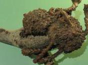 Hades, Fossilised Fat-parrot Shit Threatened Bats