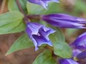 Plant Week: Gentiana Asclepiadea