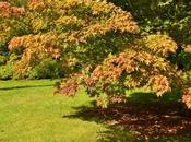 Autumn Tints High Beeches Garden