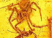 Frozen Amber: 100-Million Year Spider Attacking Wasp