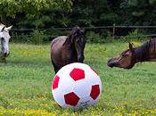 Best Horse Toys Relieve Stall Stress