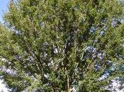 Plant Week: Zelkova Carpinifolia