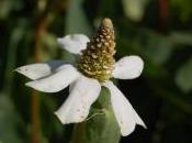 Plant Week: Anemopsis Californica
