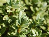 Plant Week: Hebe Topiaria