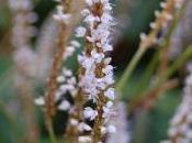 Plant Week: Persicaria Amplexicaulis ‘Rosea’
