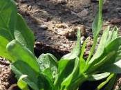 Spinach Solar Panels Greater Efficiency