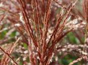 Plant Week: Miscanthus Sinensis ‘Ferner Osten’