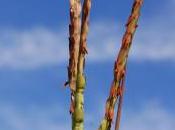 Plant Week: Tripsacum Dactyloides