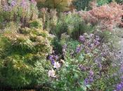 Autumnal Asters: Garden Visit