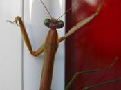 Praying Mantis Door Last Saturday Night