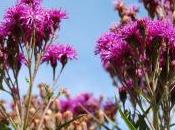 Plant Week: Vernonia Fasciculata