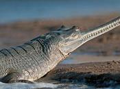 Gharial Good News Critically Endangered Indian Crocodile?