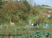 Saying Goodbye Allotment