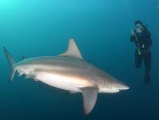 Shark Diving South Africa: Cage Required