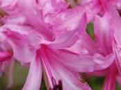 Plant Week: Nerine Bowdenii