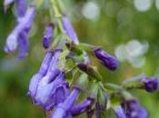 Plant Week: Salvia Guaranitica ‘Blue Enigma’