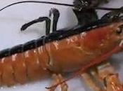 Orange Black Lobster