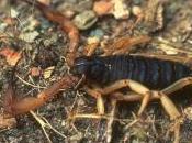 Featured Animal: Scorpion