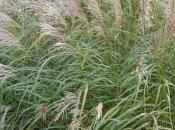 Plant Week: Miscanthus Sinensis ‘Silberfeder’