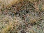 Plant Week: Sesleria Caerulea