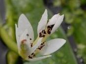 Plant Week: Aponogeton Distachyos